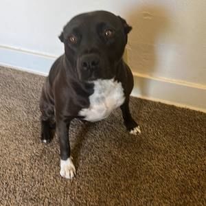 Meet your Posher, Steve